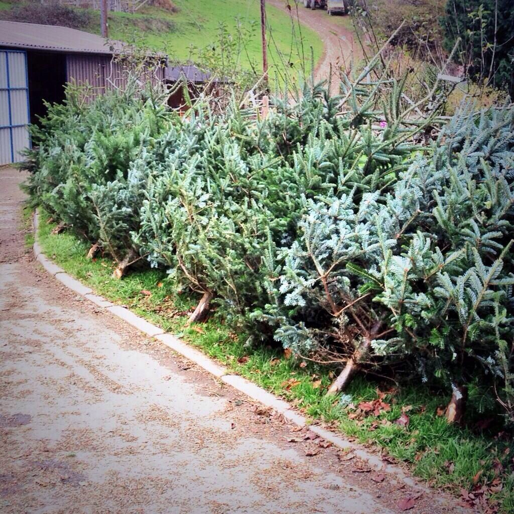 Keeping your Christmas tree festive (and alive!)