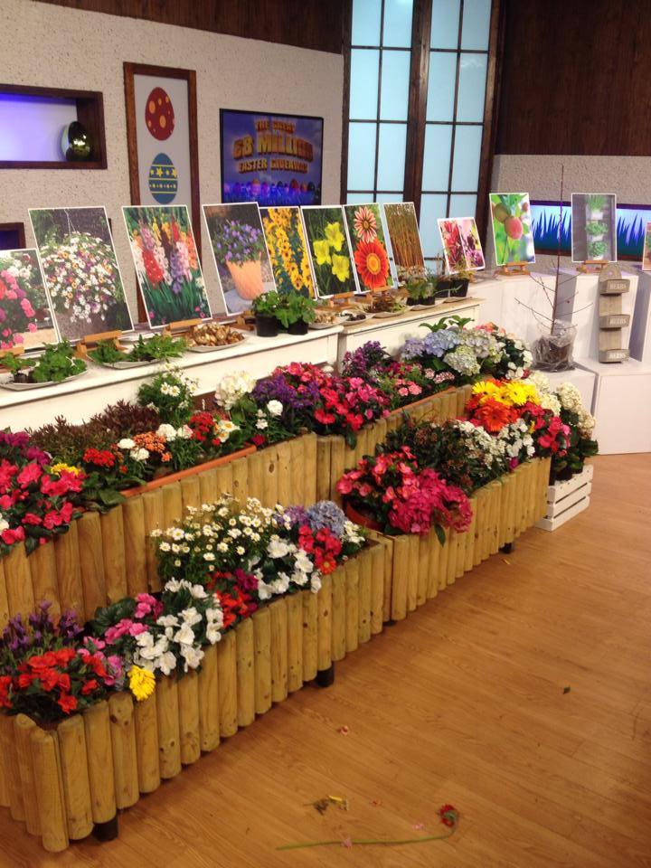 Why buy mail order plants off the telly, huh?