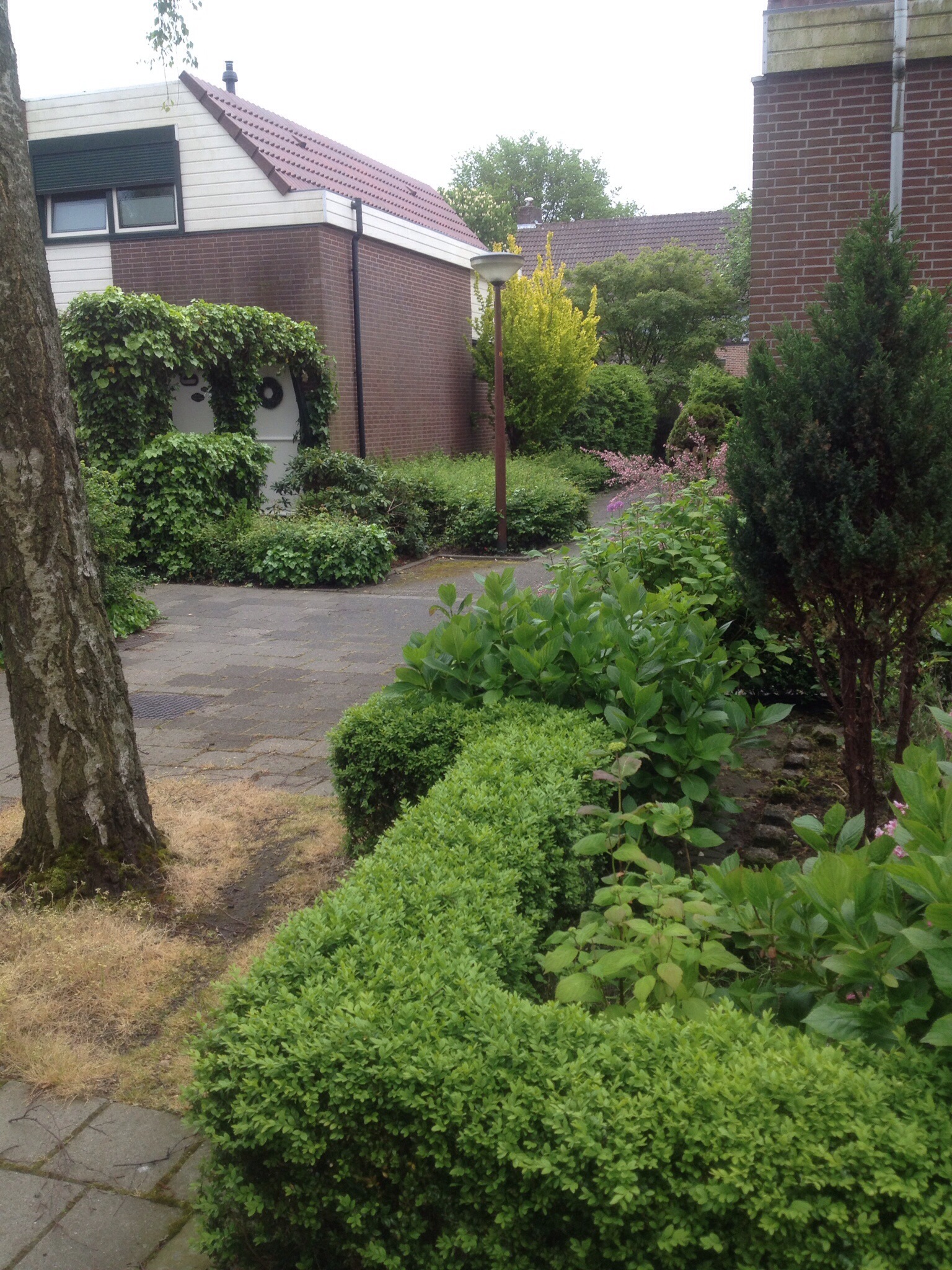 Why I love Dutch planting