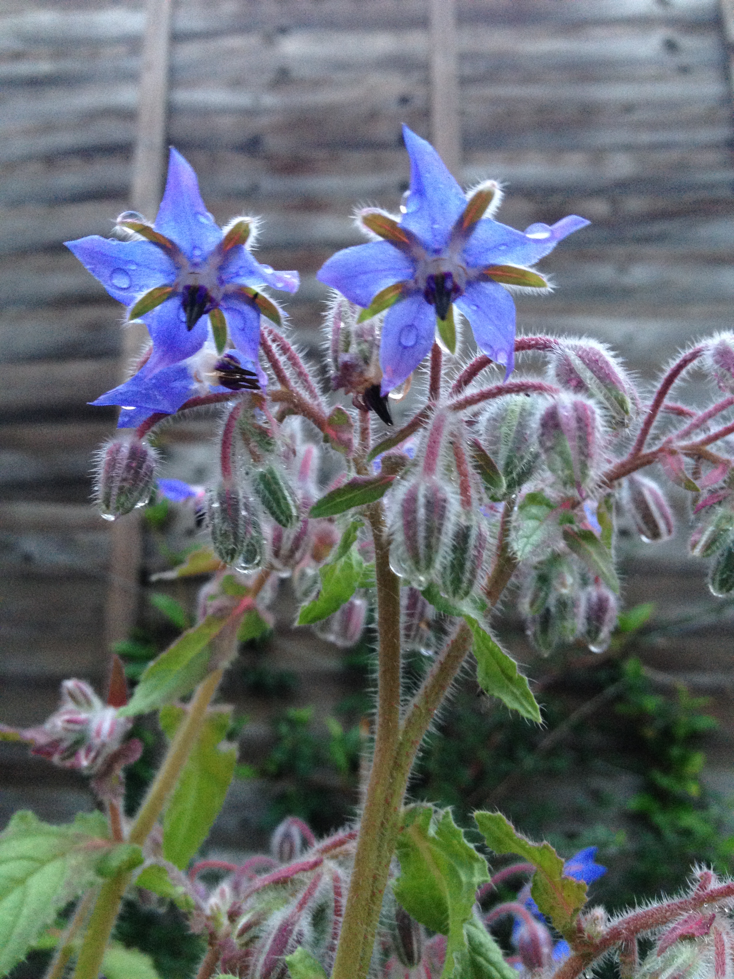 Plants for the future workshop with the RHS
