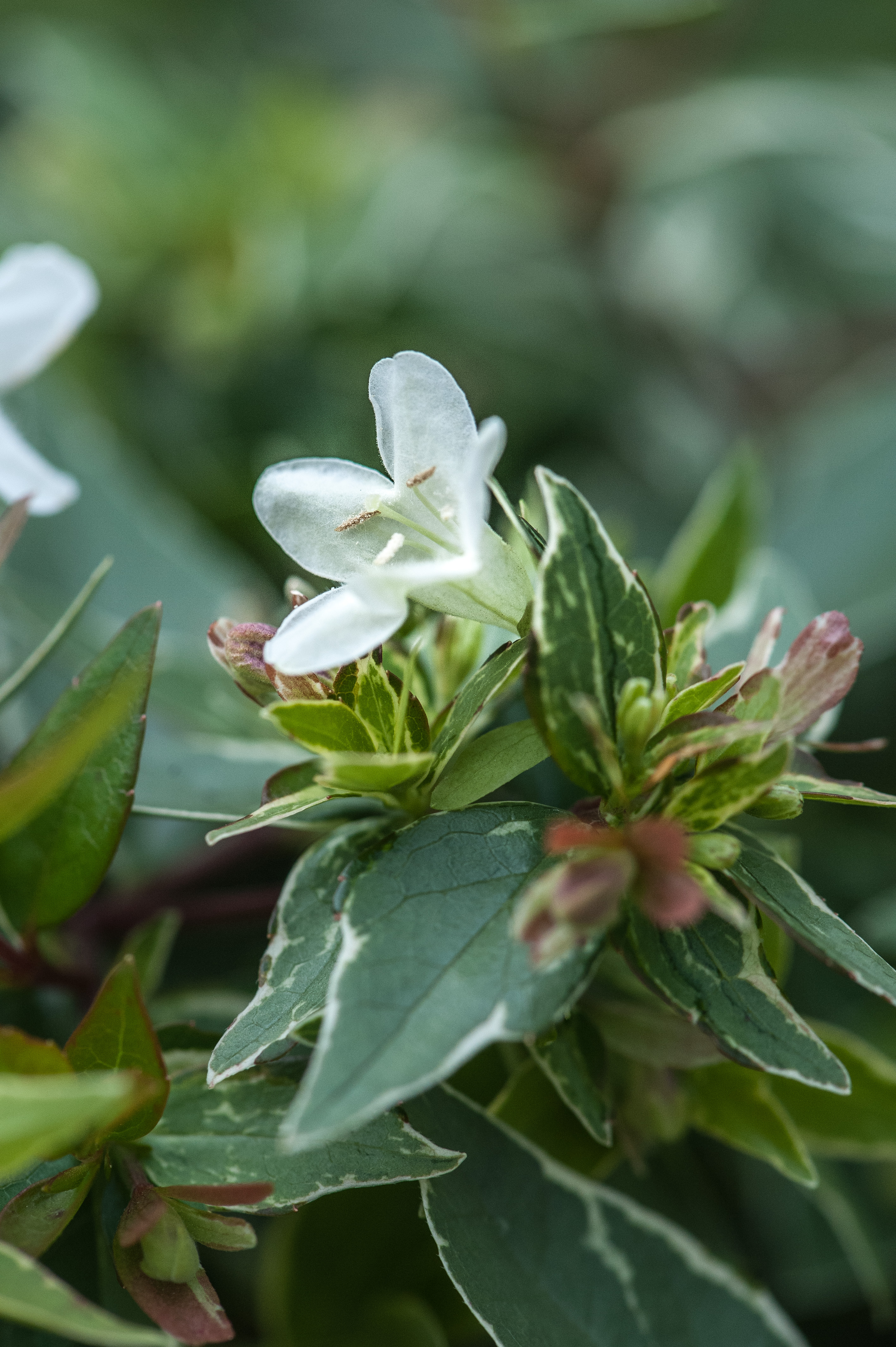 The best kept secret in gardening?