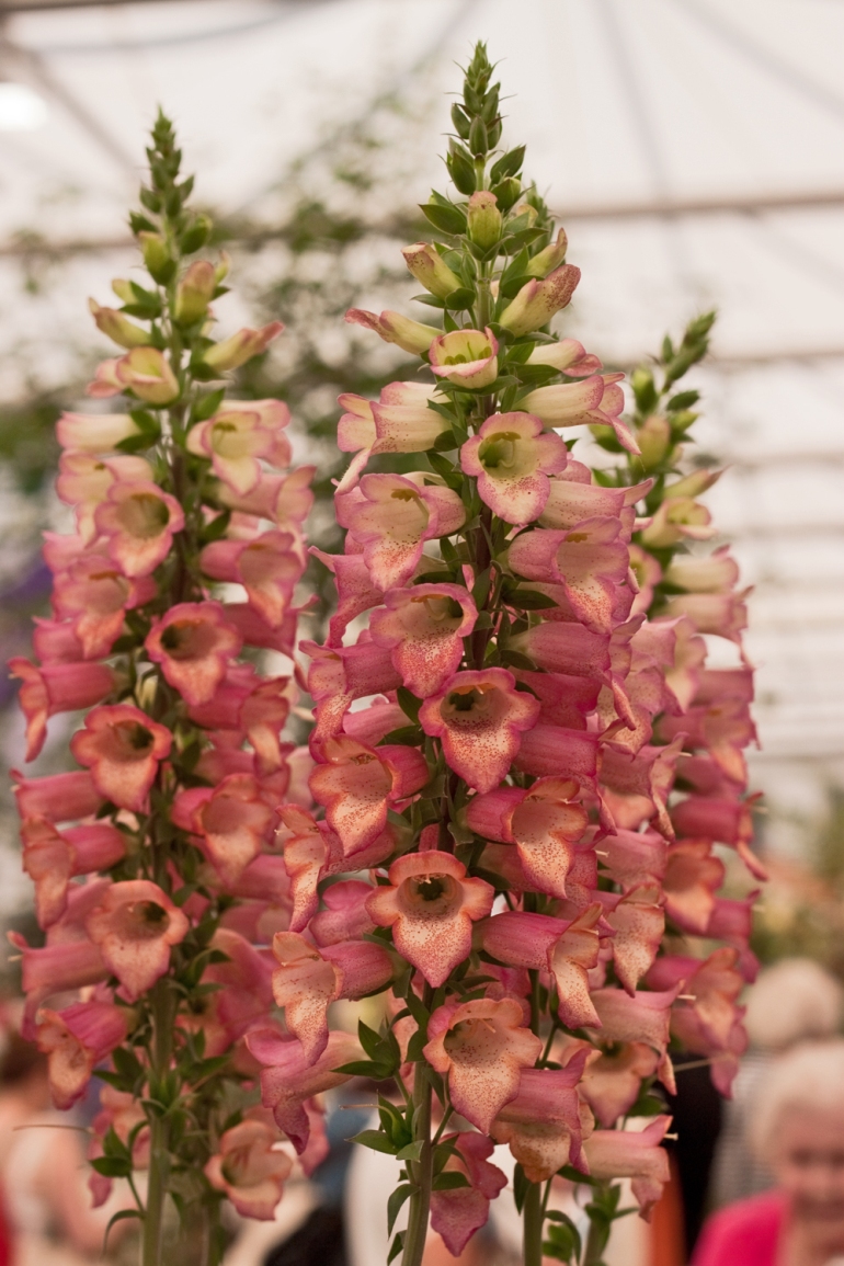 How not to win Best New Plant at Chelsea!