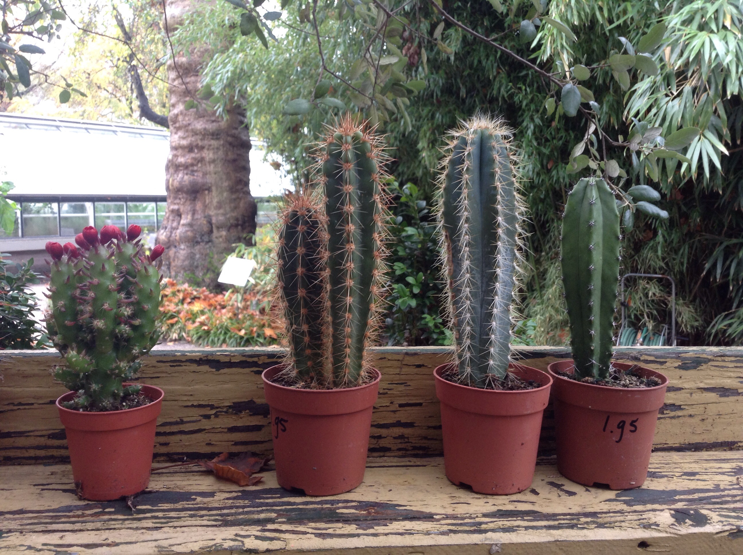 A Friday delve into deep (Horti) Amsterdam 