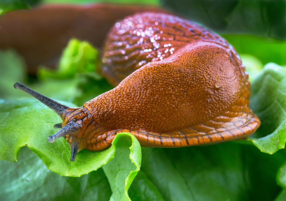 Slug-proof plants for your garden