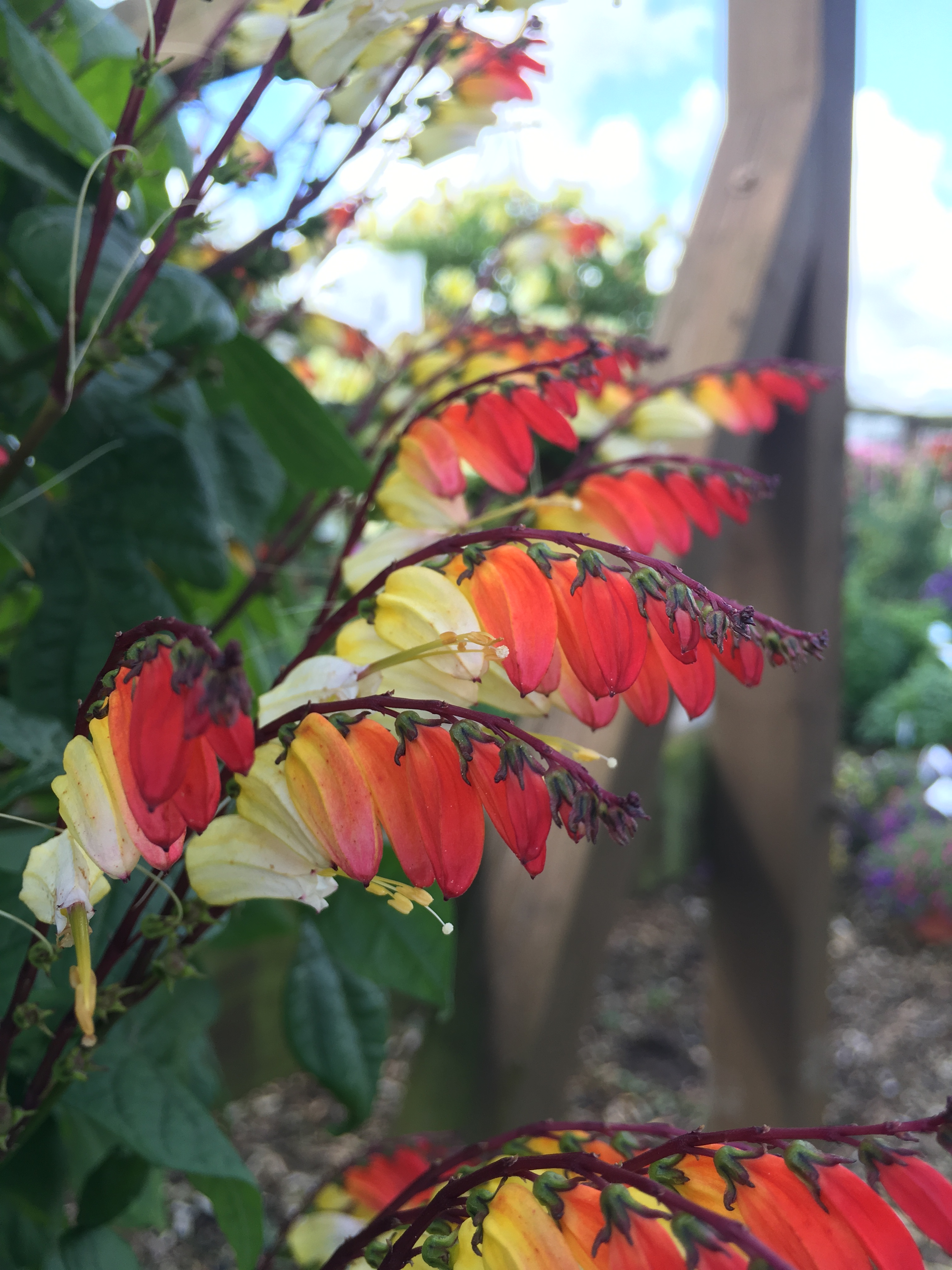 Where to find better plants