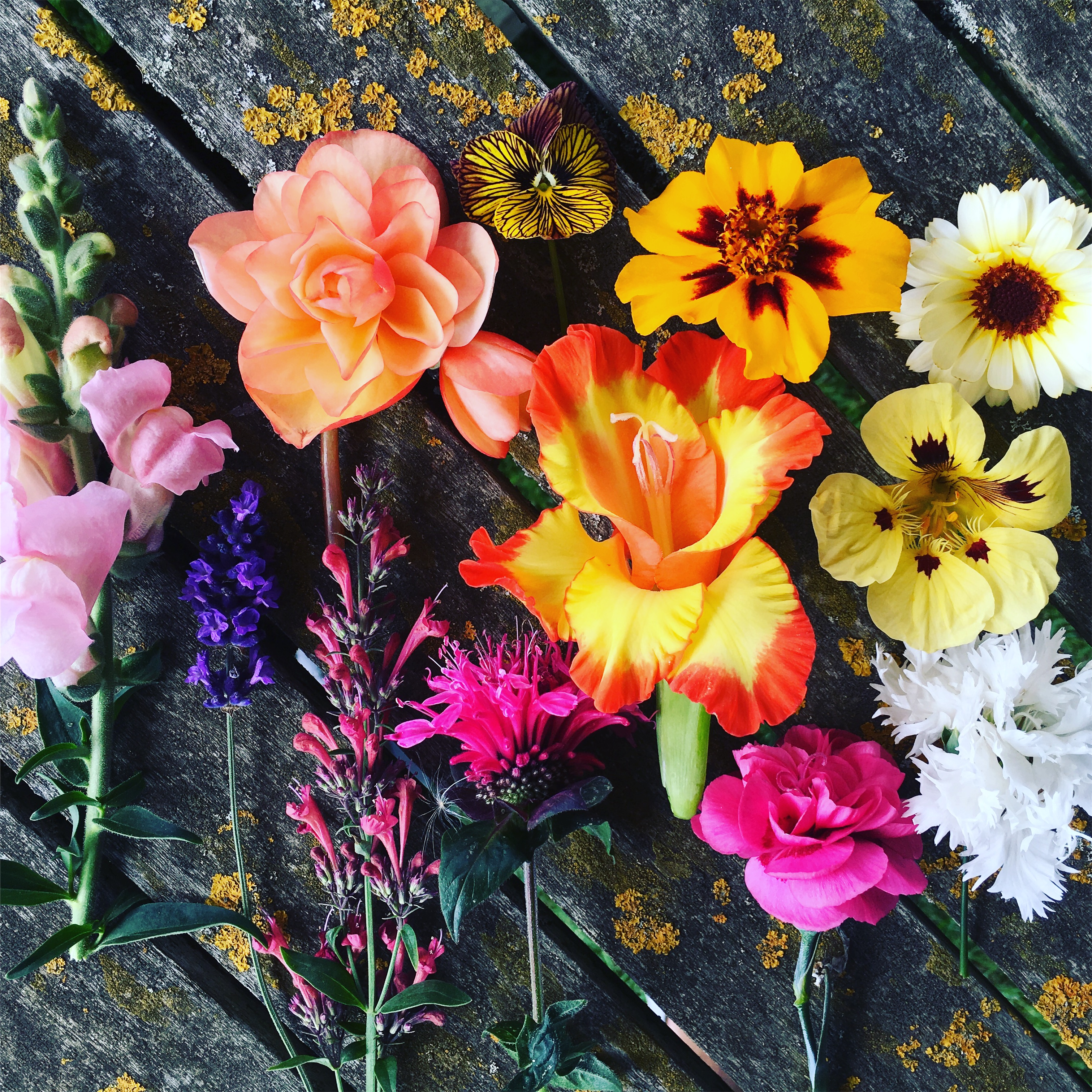 5 unusual edible flowers for you to try