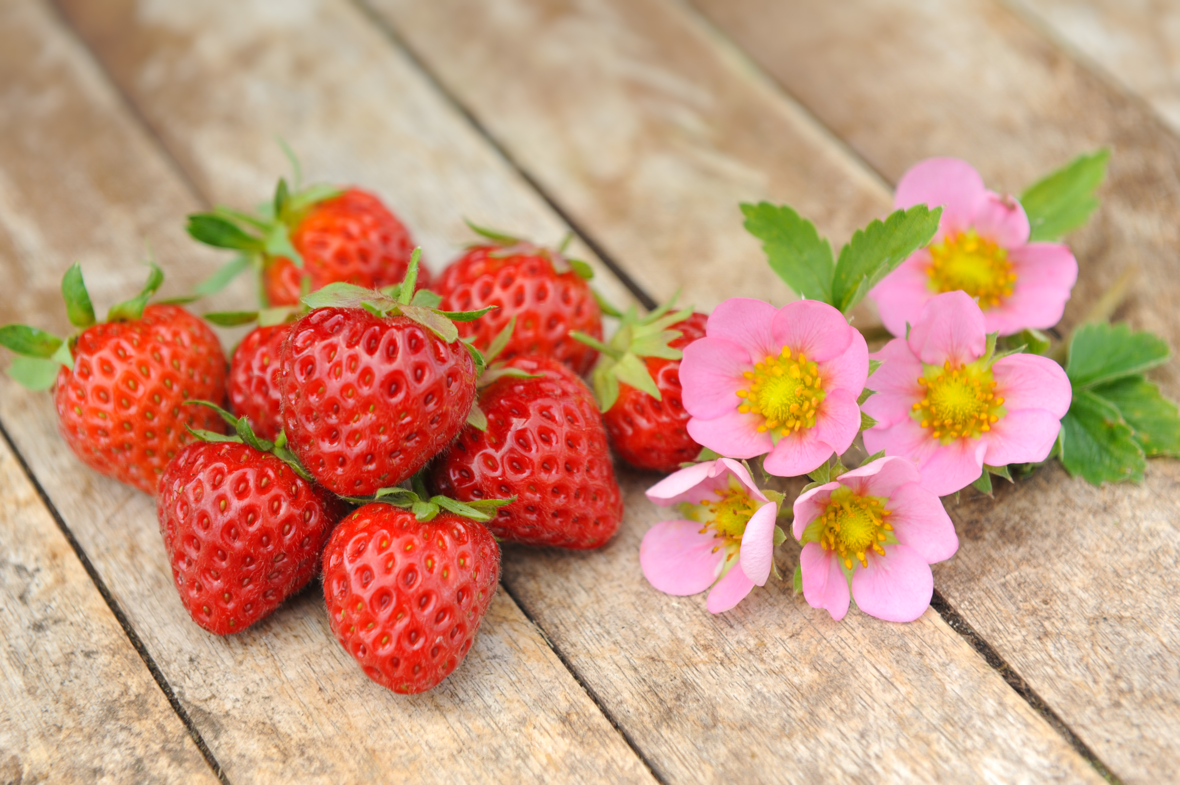 Plant of the Week: PINK Strawberry 'Just Add Cream' - Michael