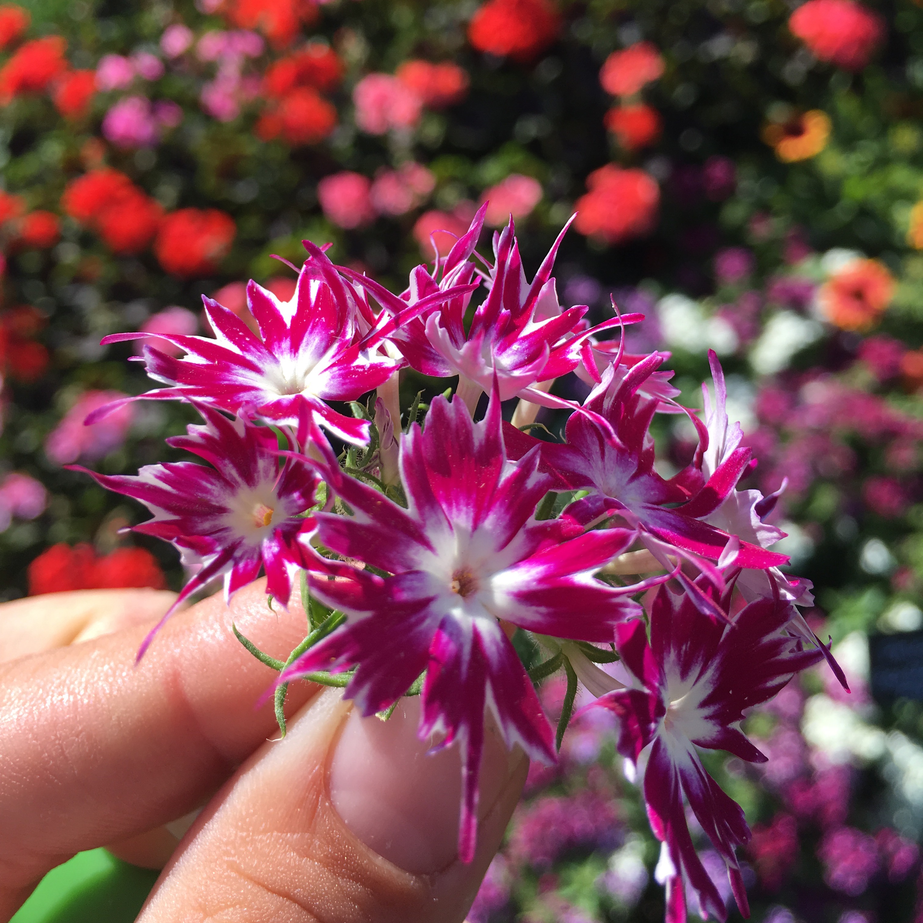 Plant of the Week: Phlox ‘Popstars’