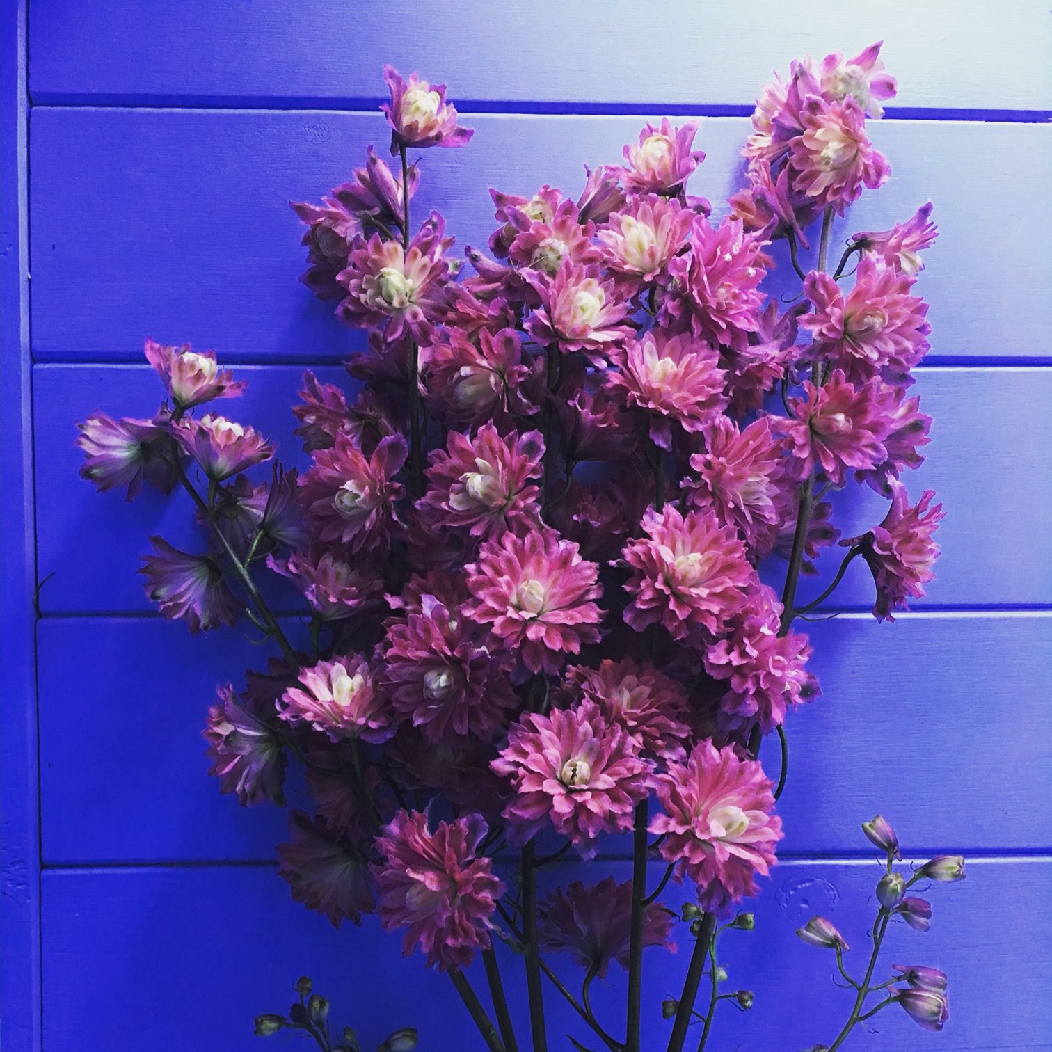 Plant of the Week: Delphinium 'Flamenco' - Michael Perry - Mr