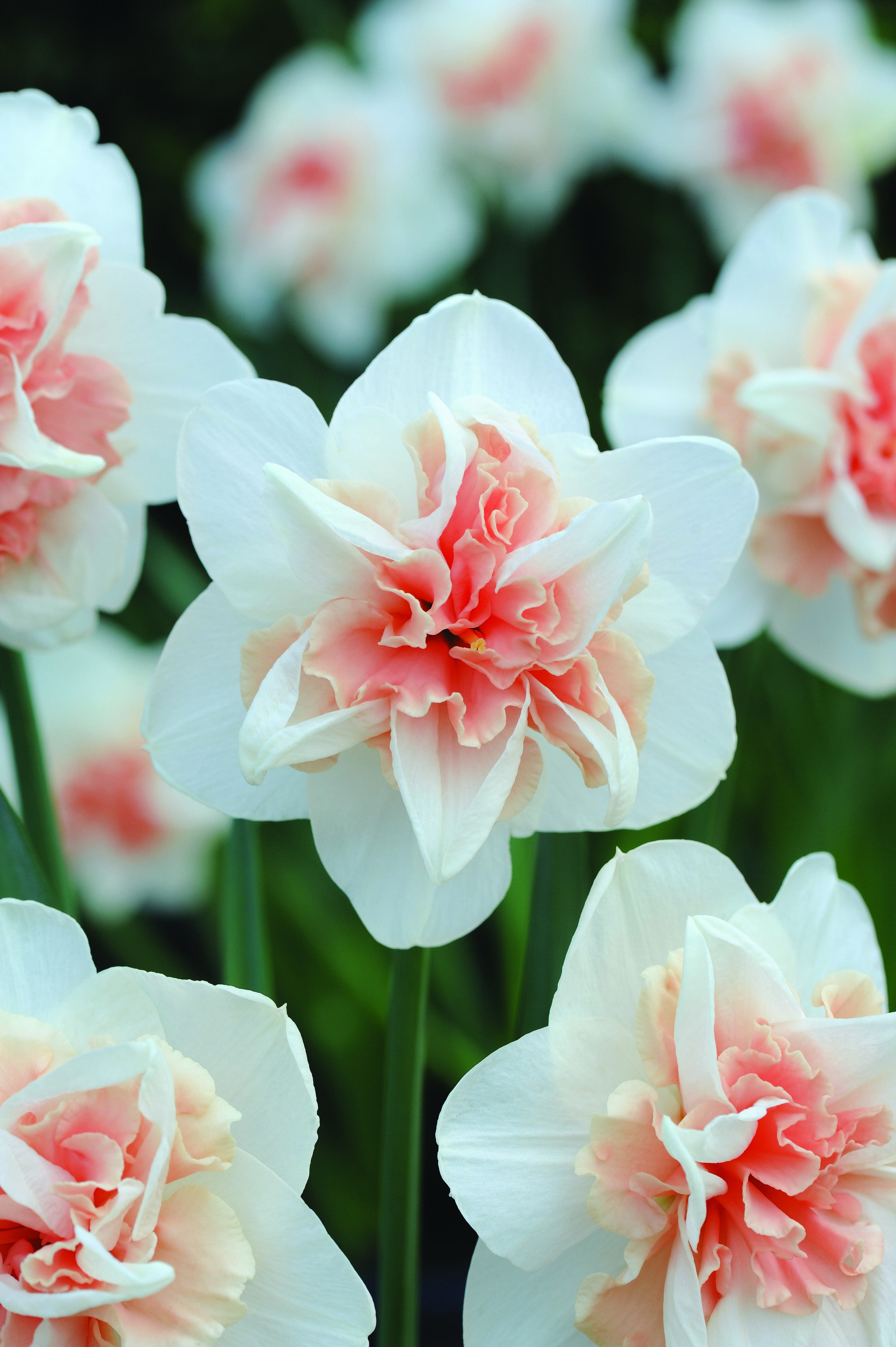 Plant of the week: Daffodil ‘Replete Improved’