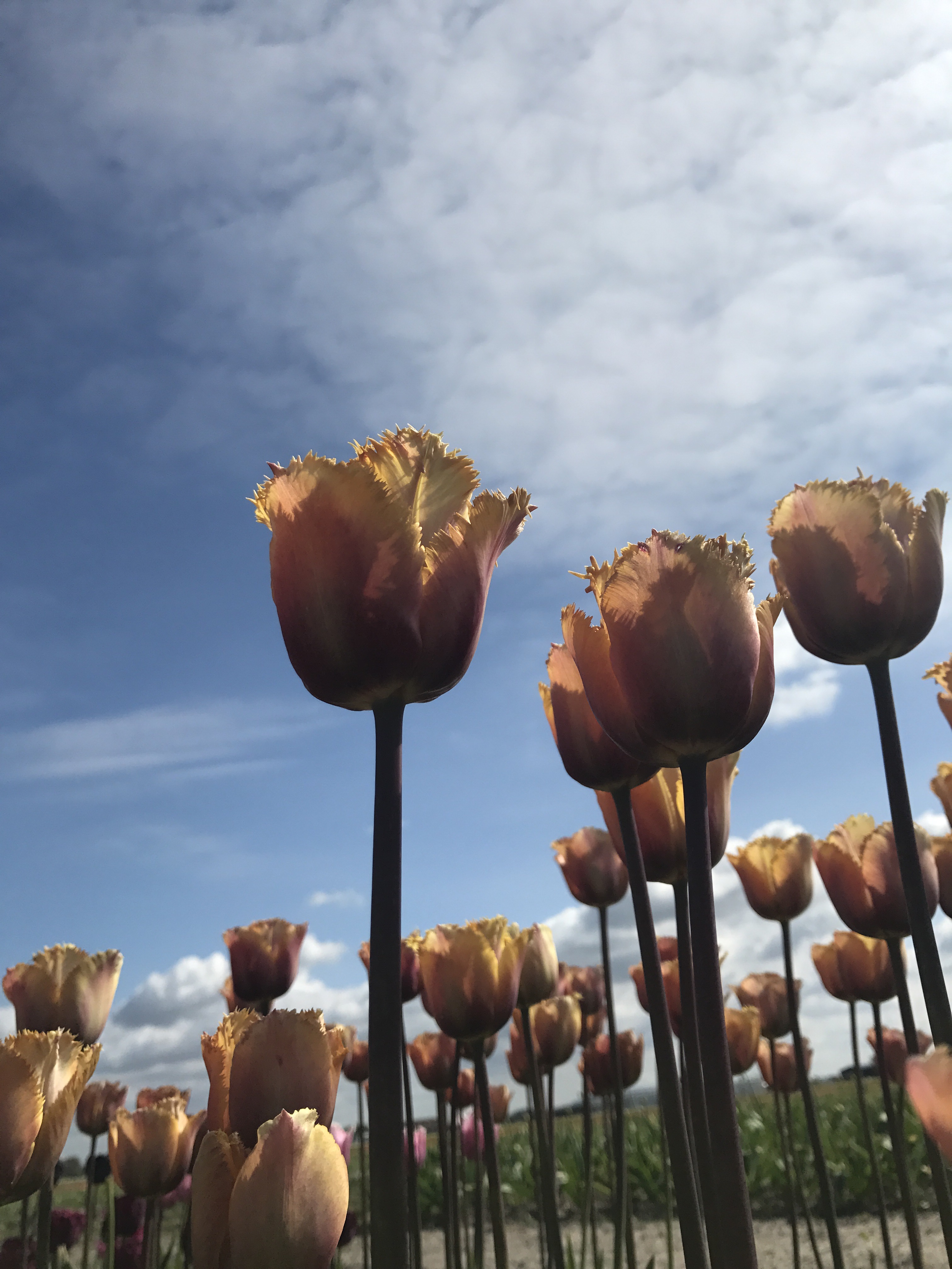 Sharing my Top 10 Tulips with you all