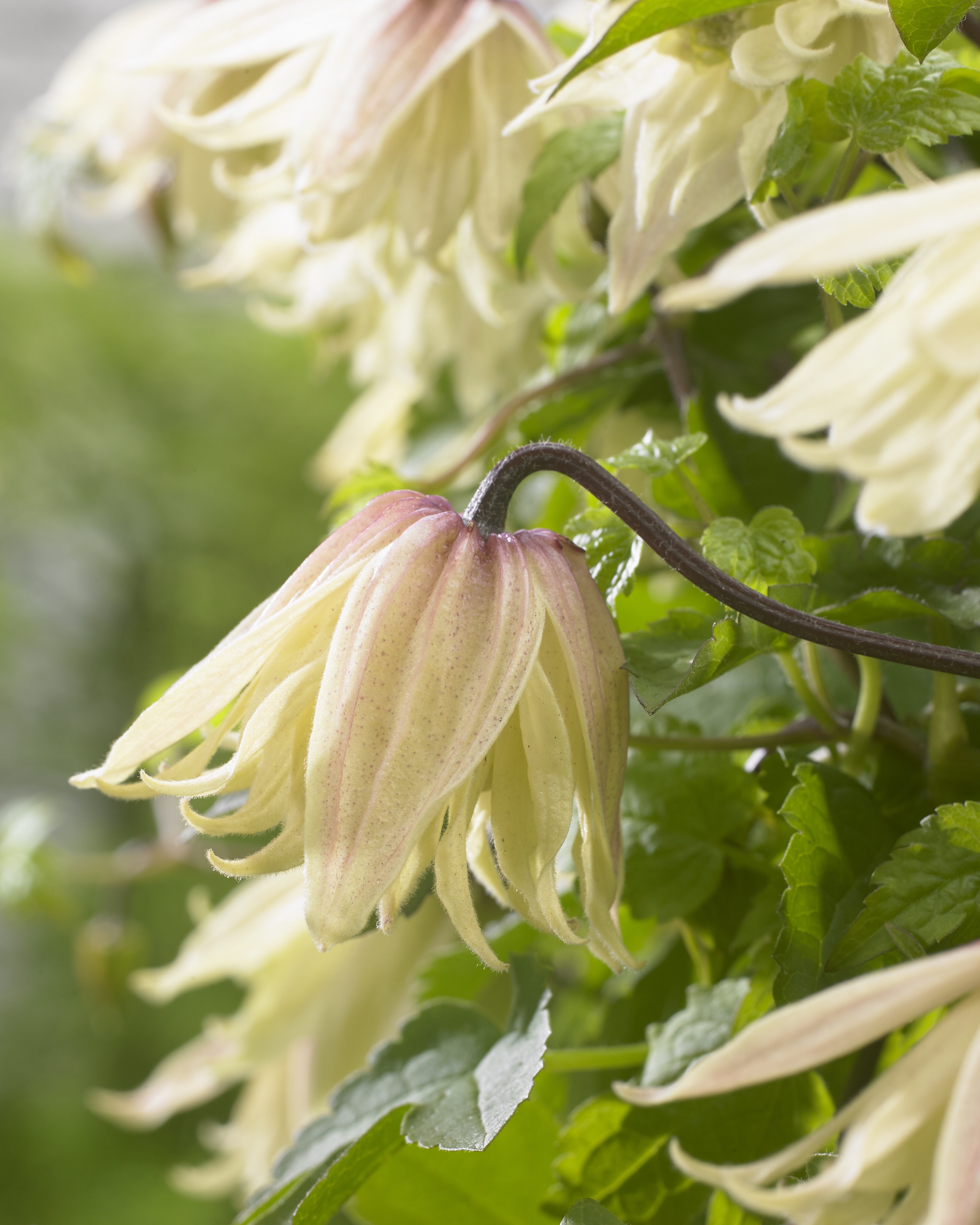 My hot shots for the 2017 RHS Chelsea Plant of the Year competition!