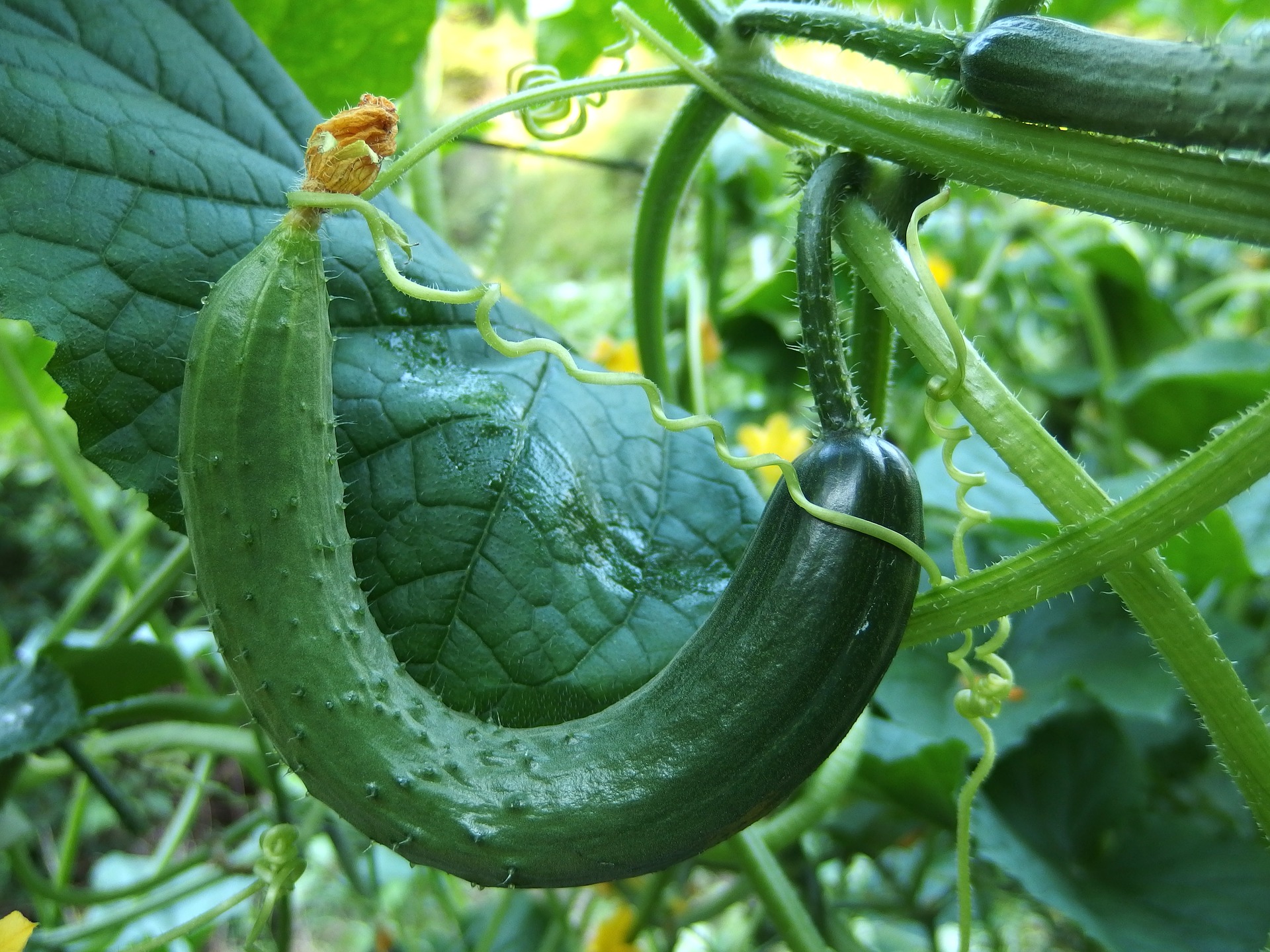 20 totally cool facts about cucumbers! - Michael Perry - Mr Plant Geek