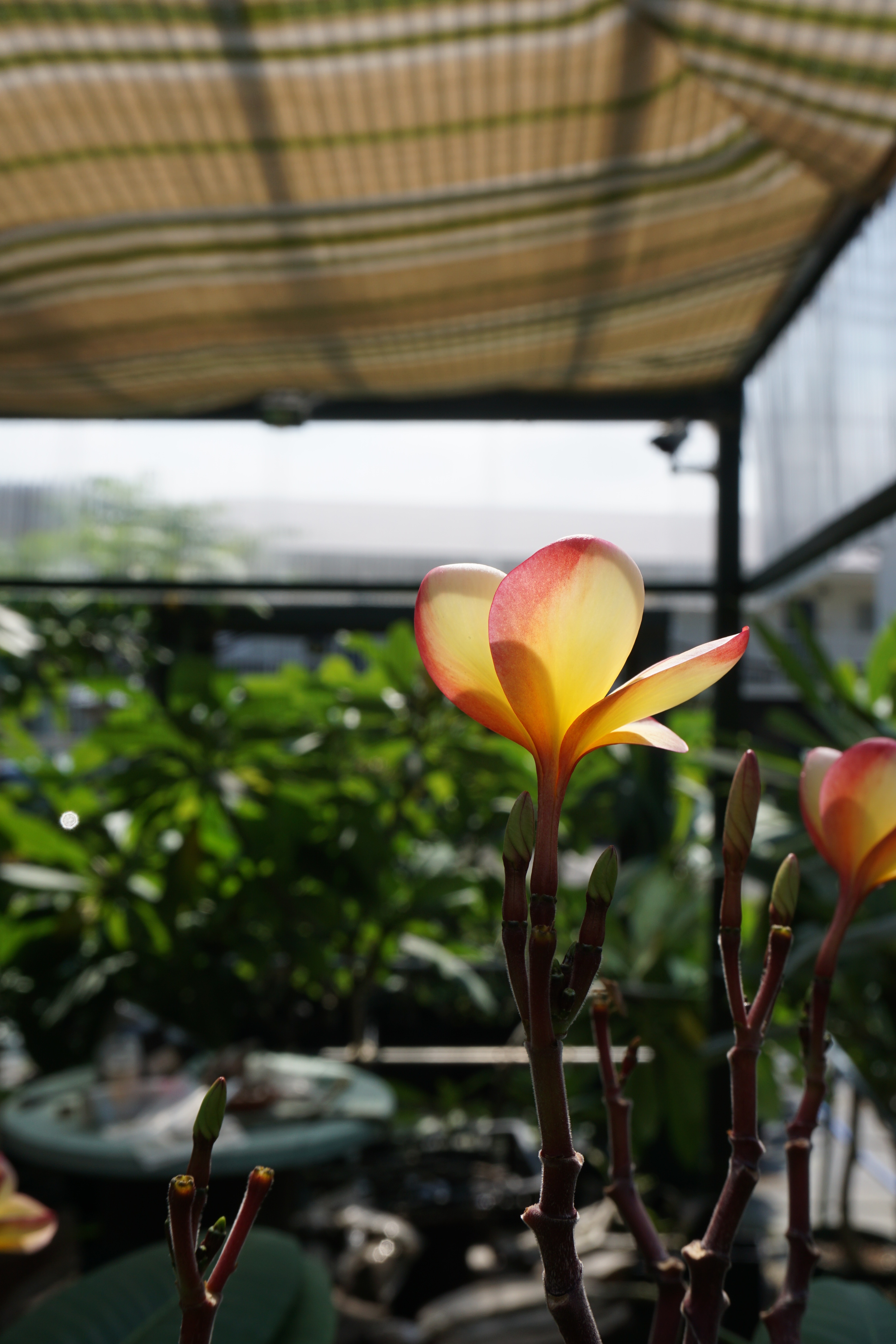 Exploring the emerging Plumeria trend in Japan - Michael Perry - Mr Plant  Geek