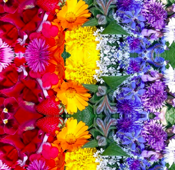 Instagram Plant Spy: the colourful tasty world of edible flowers