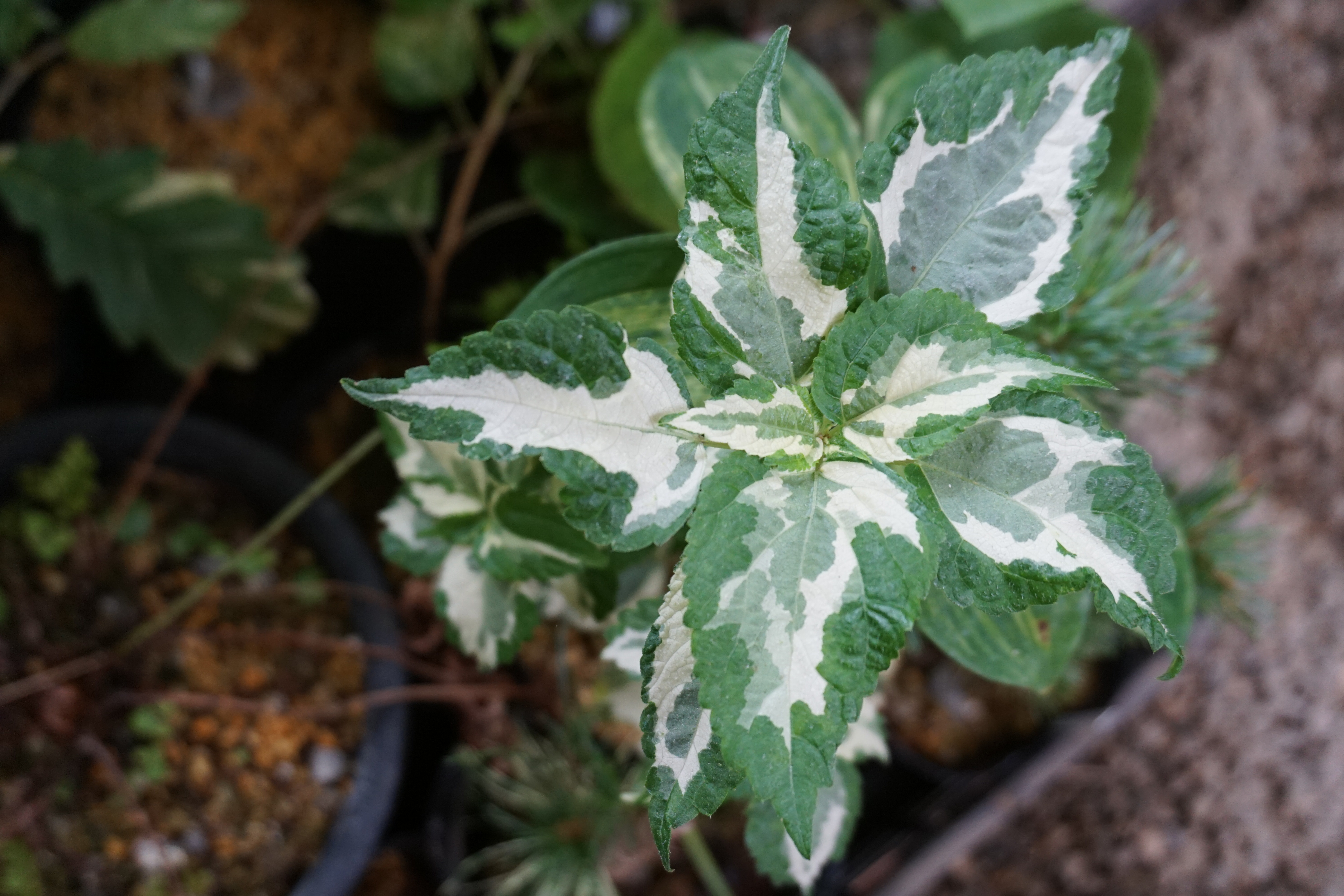 10 variegated plants that will make you look twice! - Michael Perry - Mr  Plant Geek, image size:6000x4000