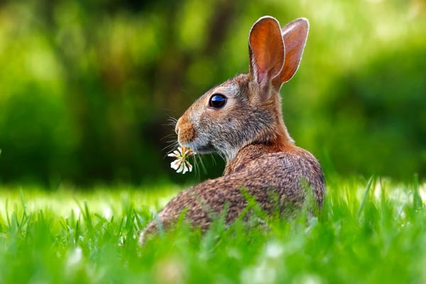 Gardening jobs for April