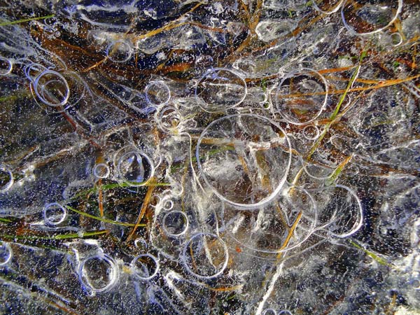 Gardening jobs for December: Defrost the pond