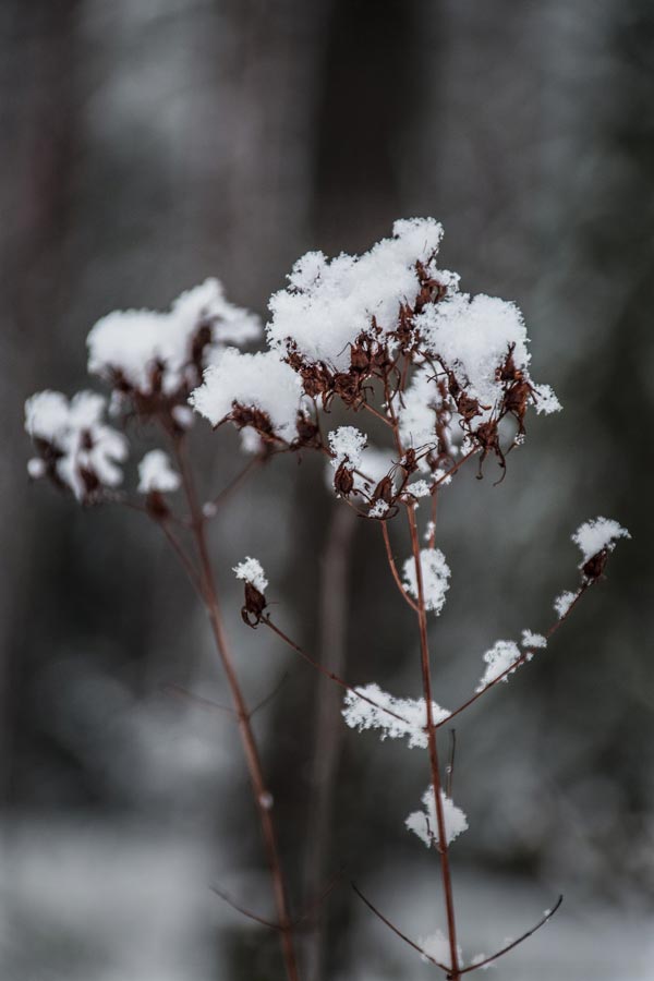 Gardening jobs February