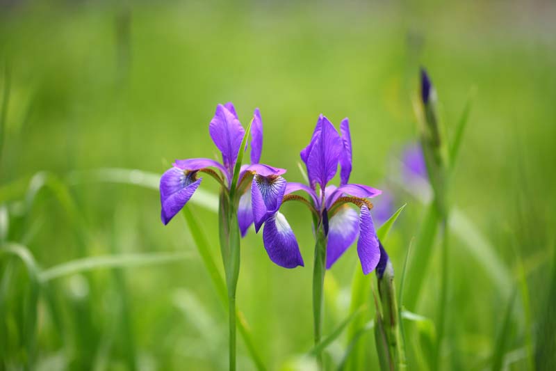 Gardening jobs for July: Divide irises