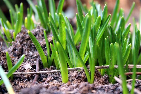Gardening jobs for March