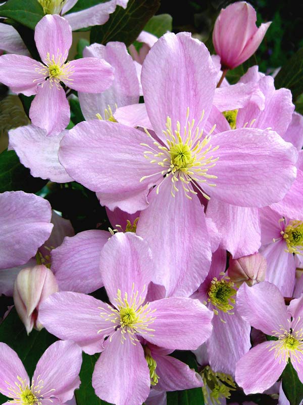 Gardening jobs for May: Cut back Clematis Montana after flowering
