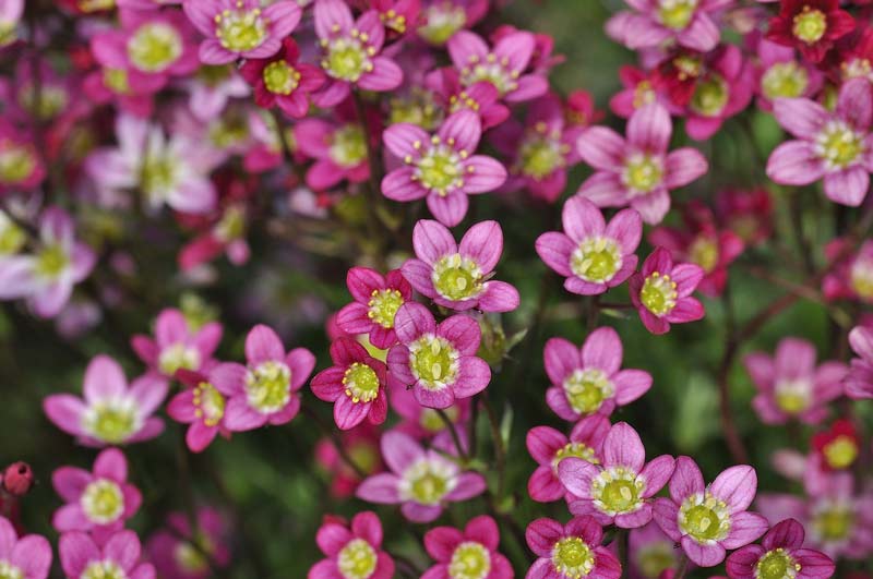 How Plant Evolution Can Help You Become a Better Gardener