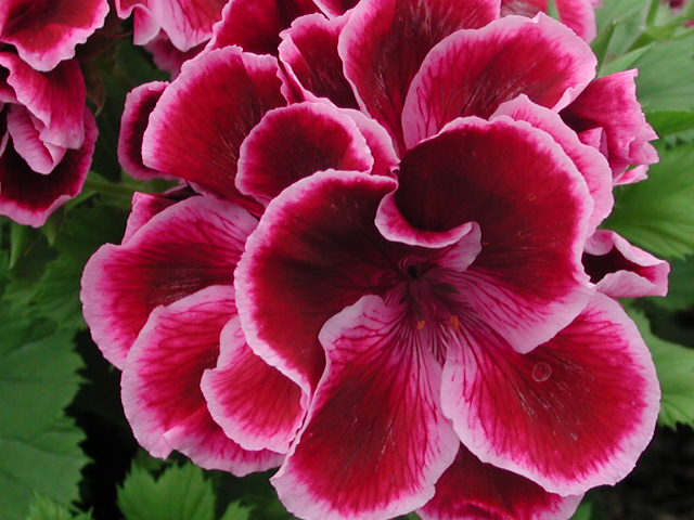Regal Pelargonium ‘Olivia’ is in intensive care!