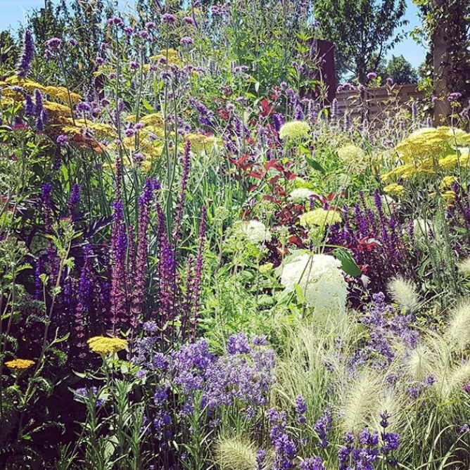 Adopt a plant at Morden Hall Park