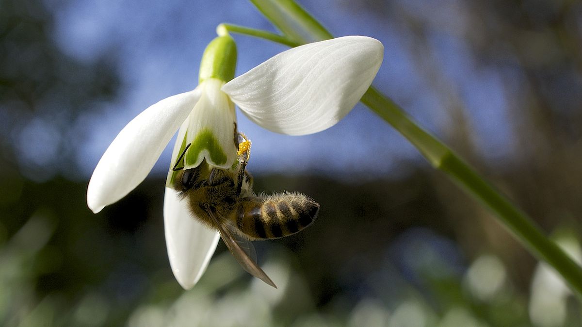 Helping Bees in Winter
