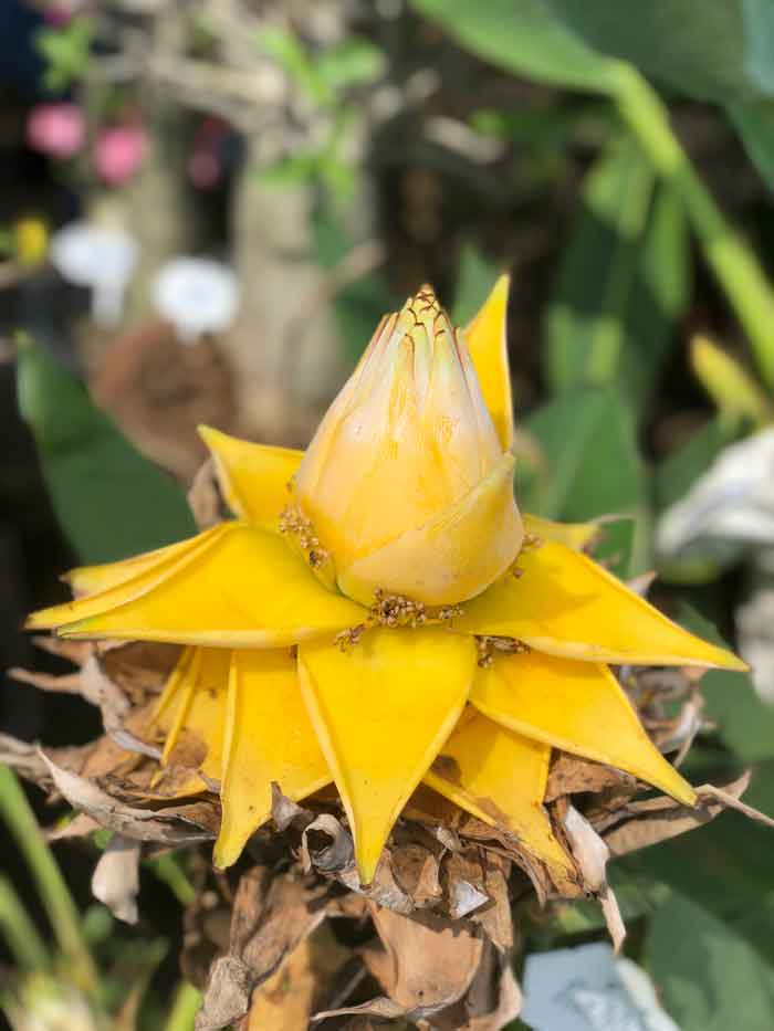 Bangkok plant market
