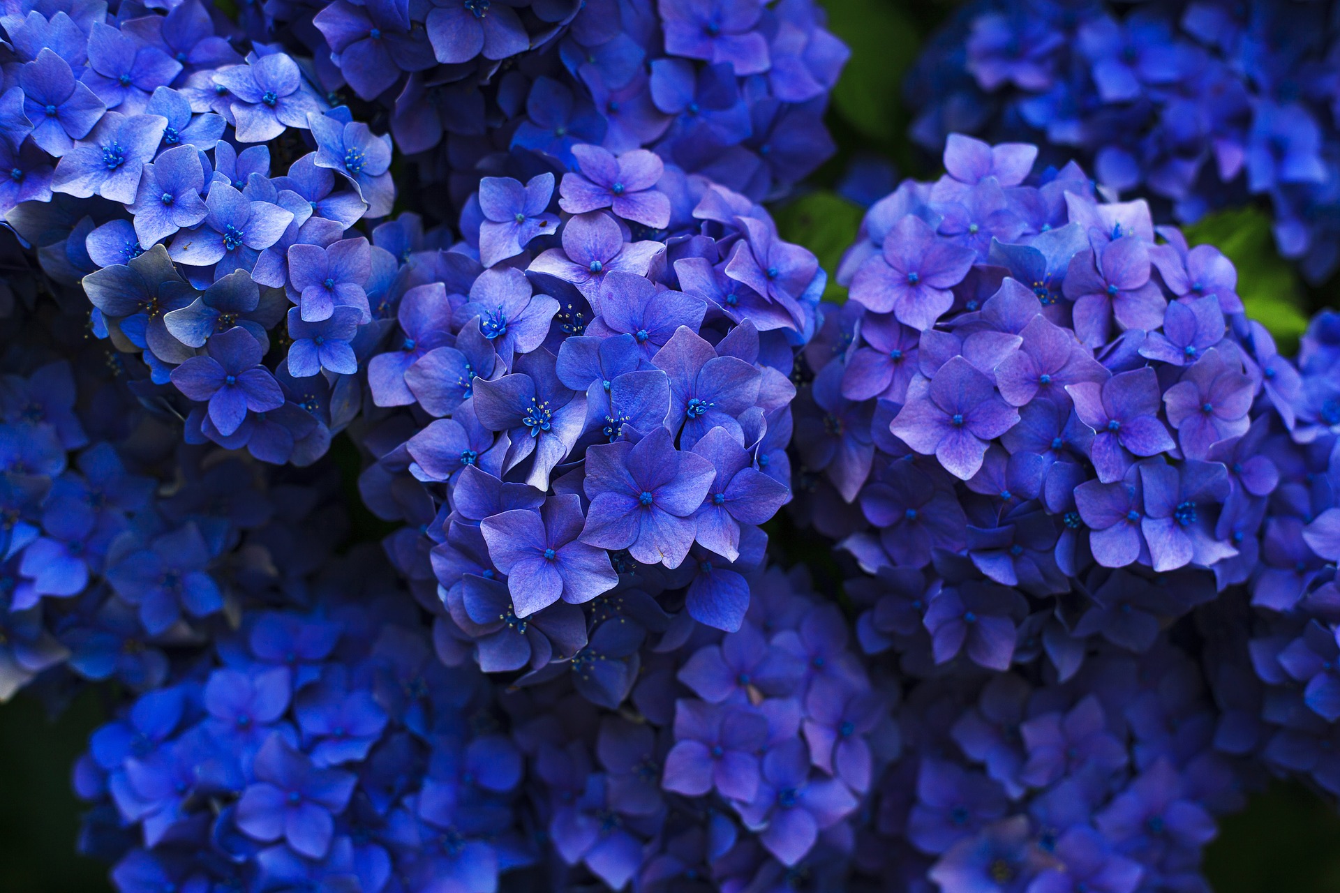 5 garden pursuits to beat the Blue Monday blues