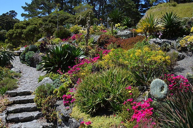 Xeriscaping