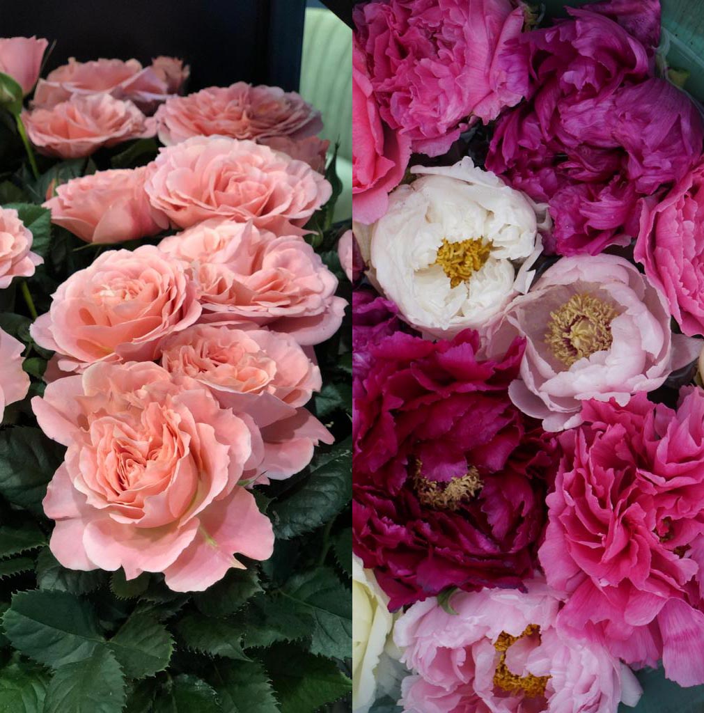 The Plant-Off: Roses vs Tree Peonies