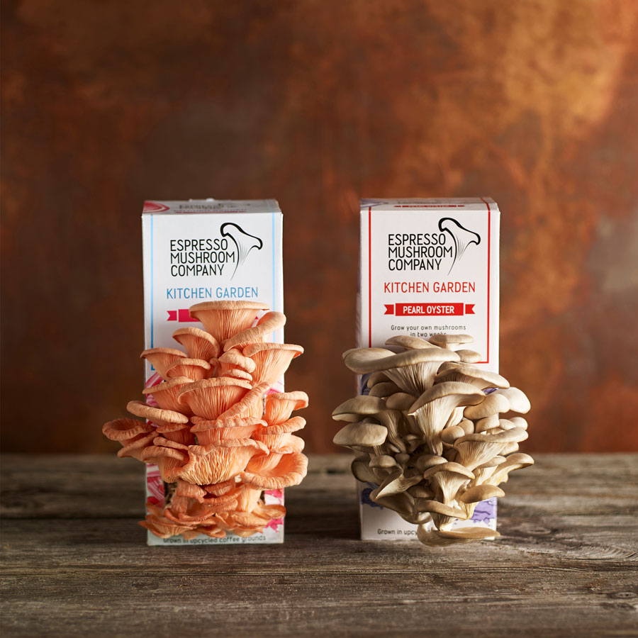 Coffee-quenched mushrooms on your kitchen counter