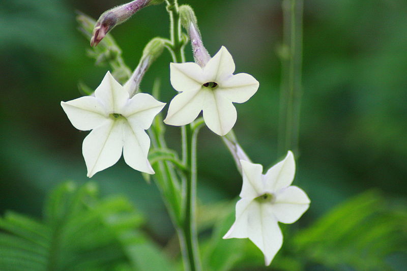Seasonal gardening: Nicotiana alata