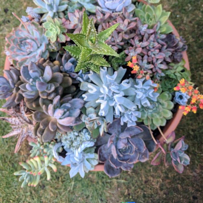 How I got into gardening, by Simon Mitchell