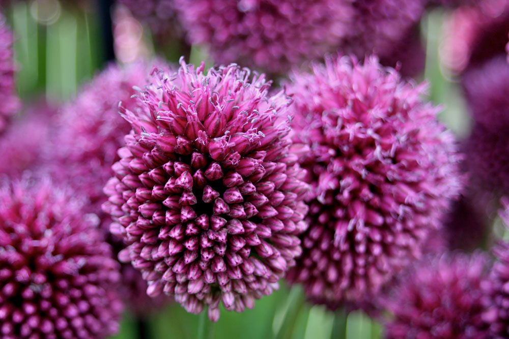 10 plants for beginners