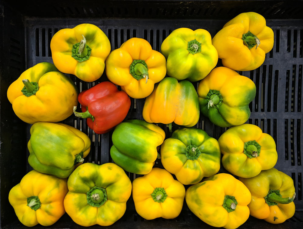 Fake news in the gardening world