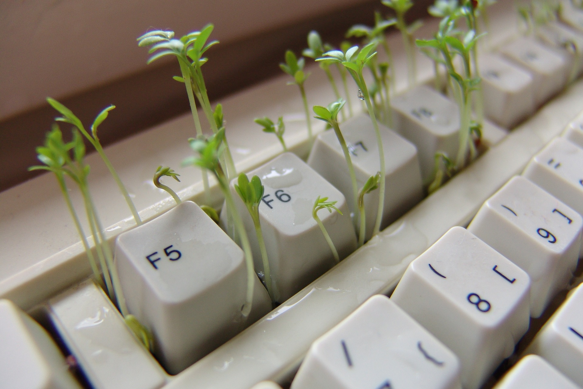 Mr Plant Geek guest post submissions