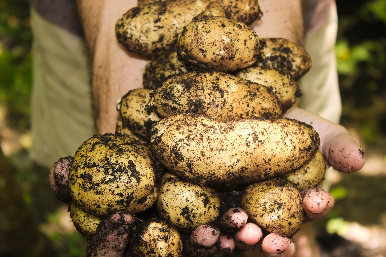 Can potatoes grow on the Moon?