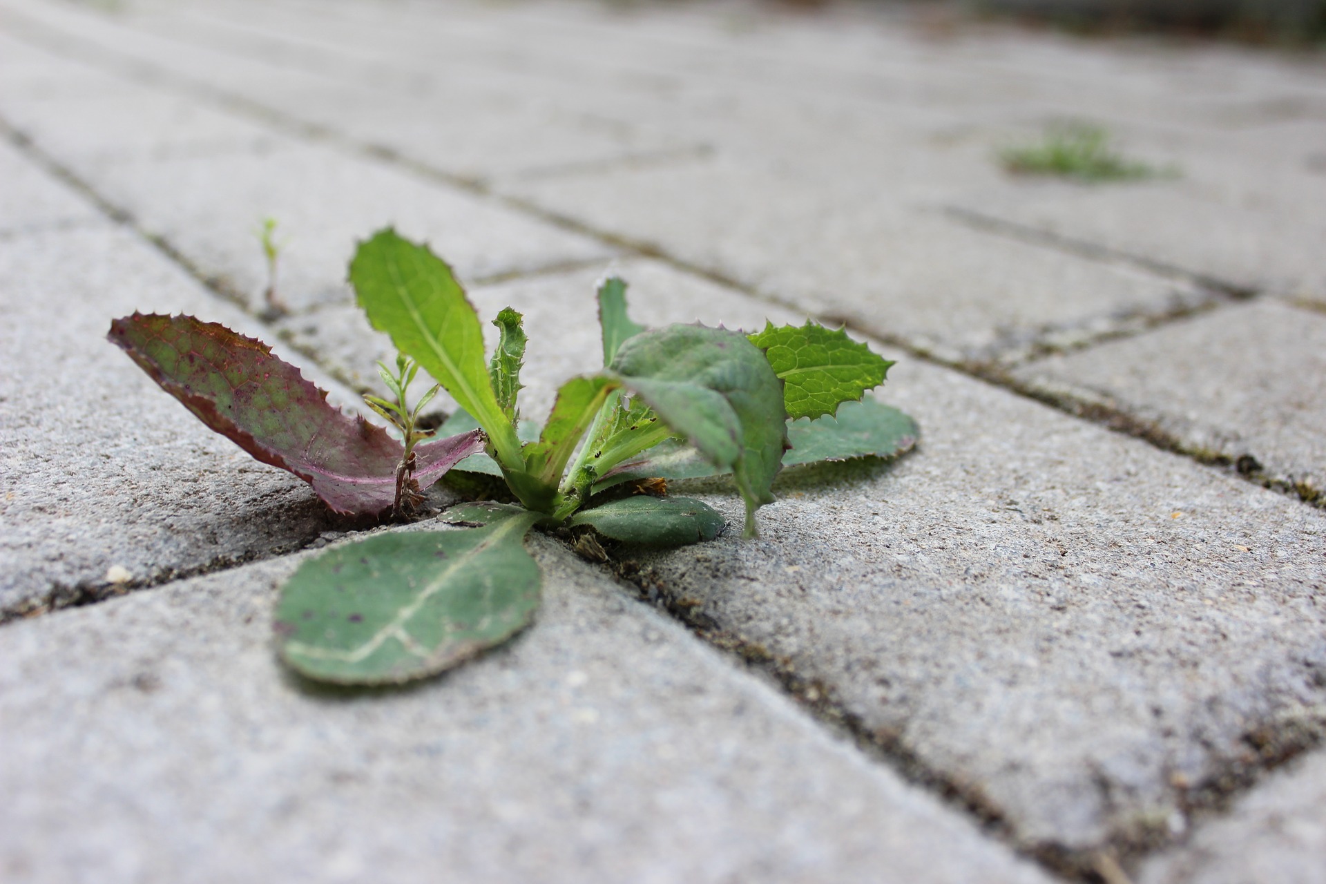 5 different ways to weed your garden