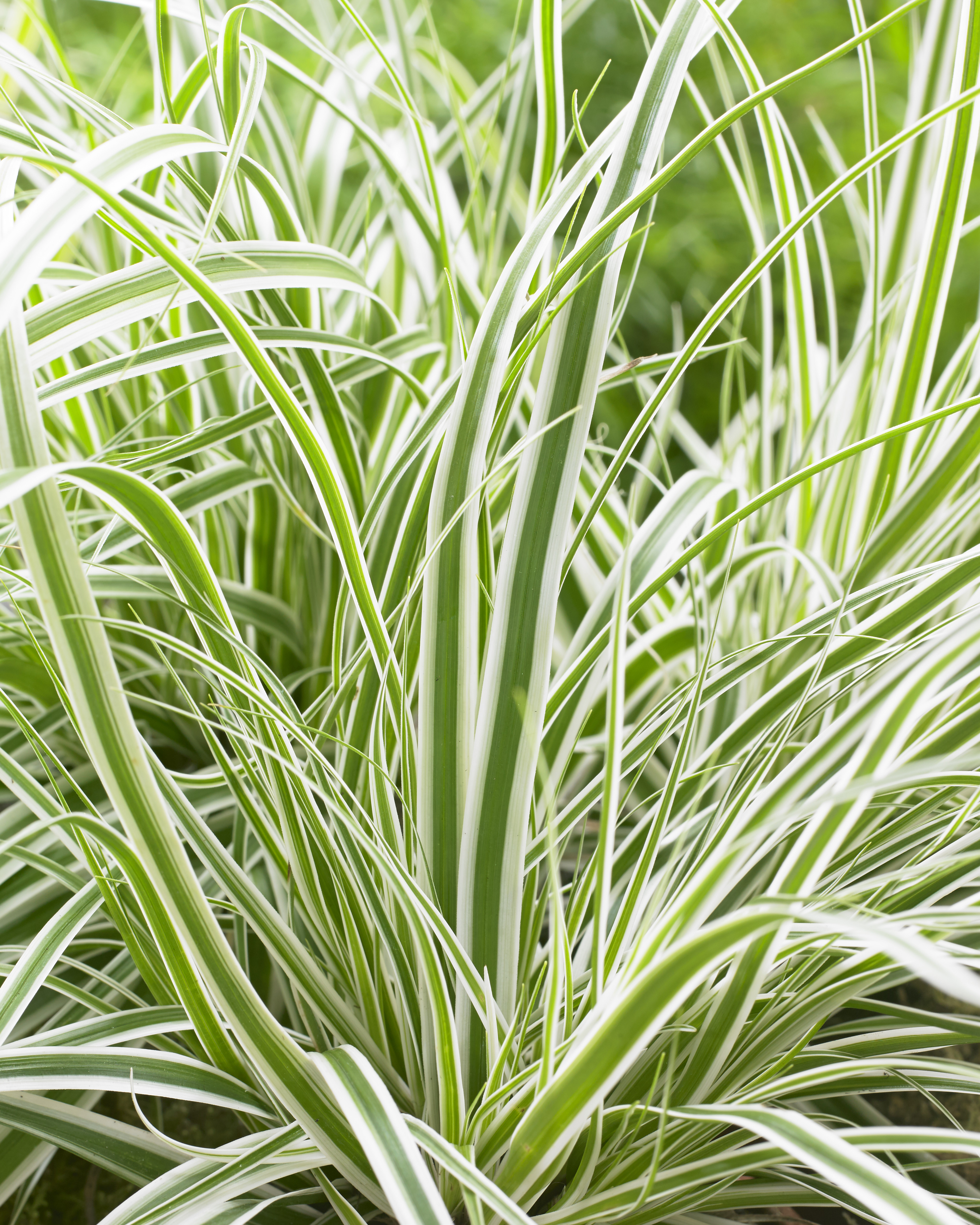 Carex EverColor Everest
