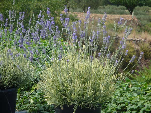 Lavender 'Platinum Blonde'
