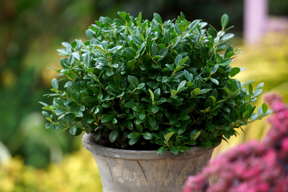 Shrub of the month: The new Box doppelgänger!