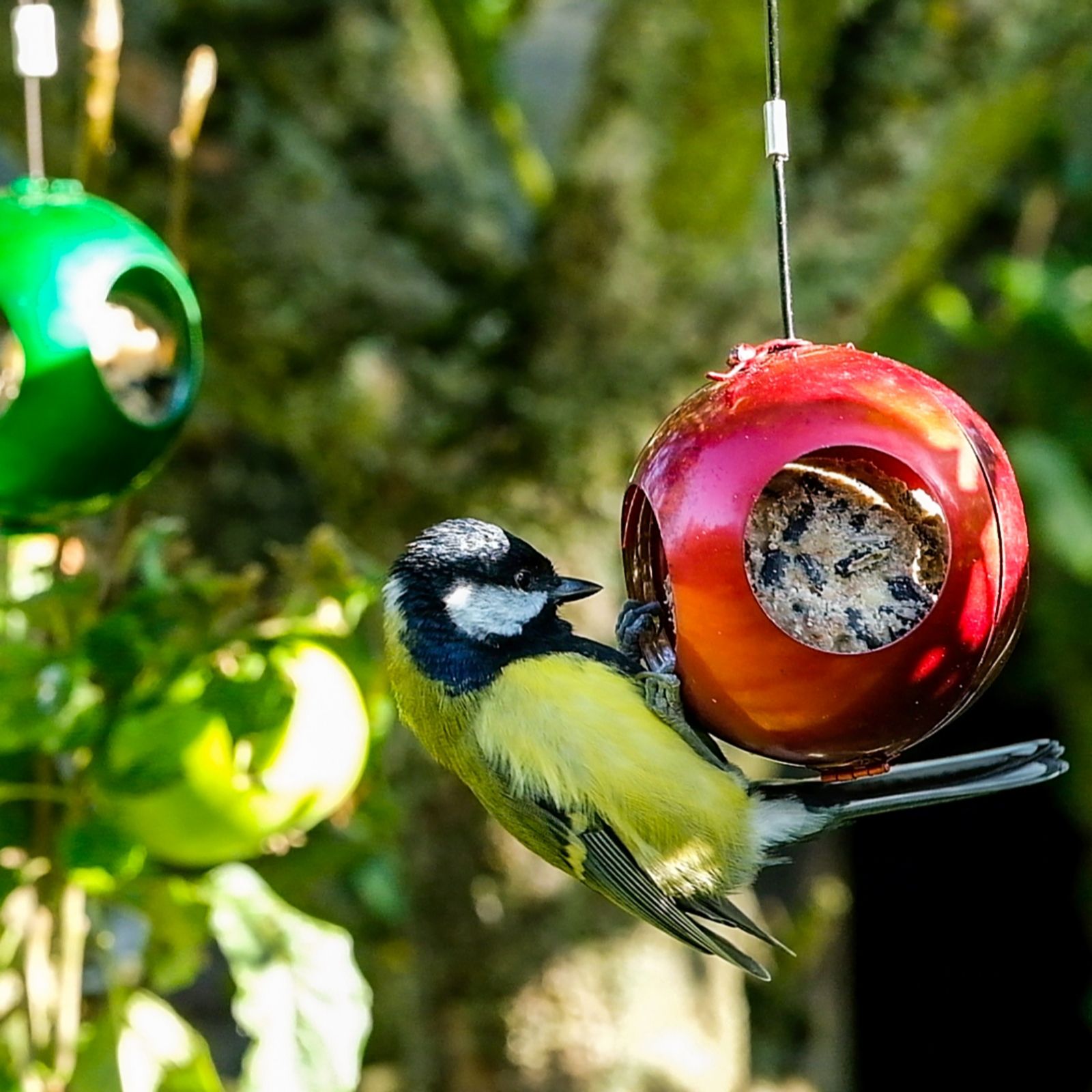 The ultimate Christmas gardening gift guide 2019