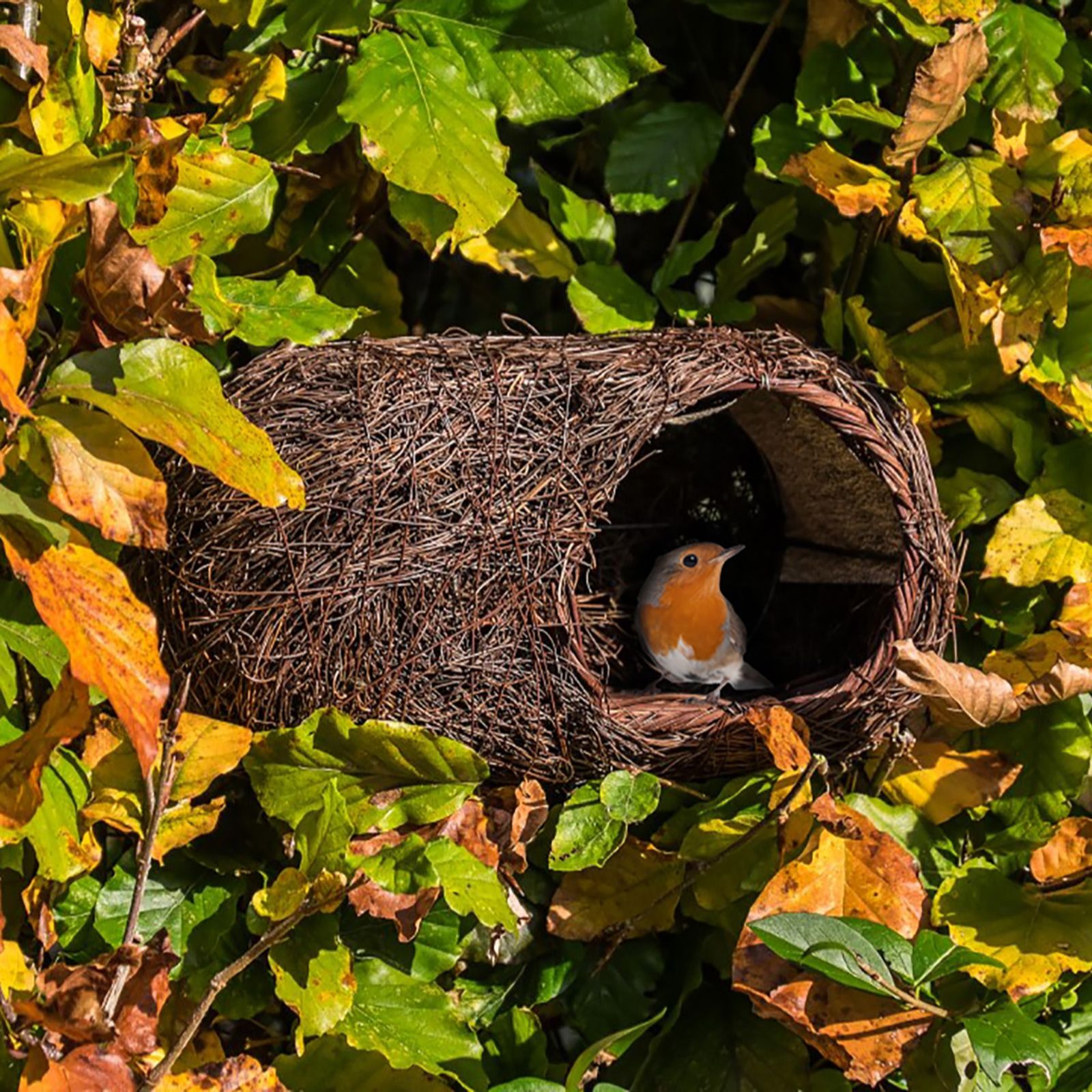 What to give a nature lover for Christmas