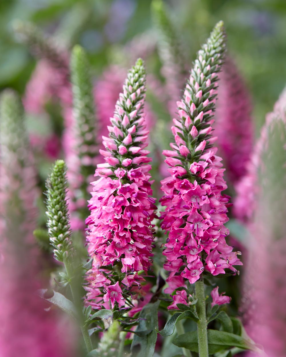 Veronica 'Bubblegum Candles'