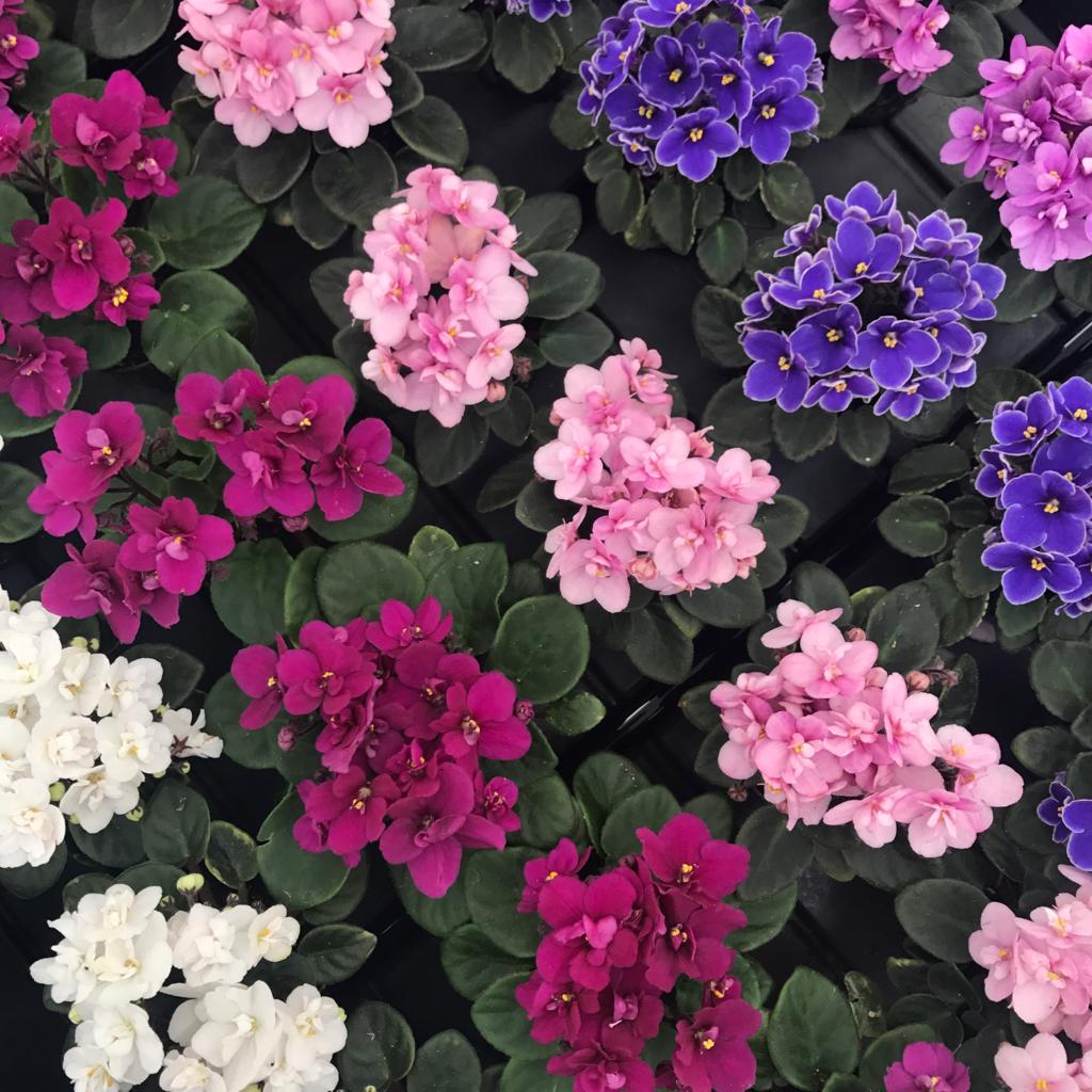 What's new in houseplants in 2020?