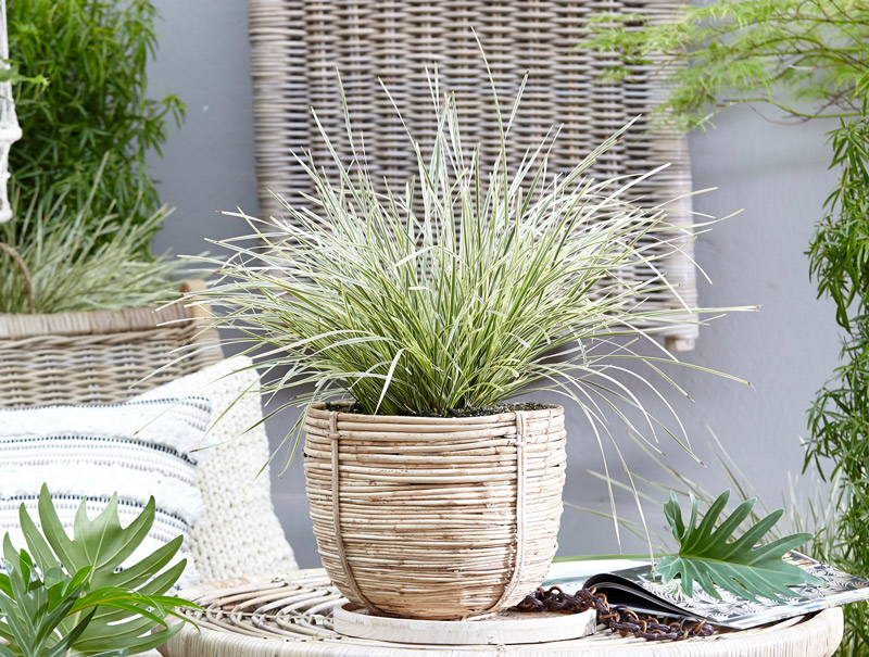 Lomandra 'White Sands'